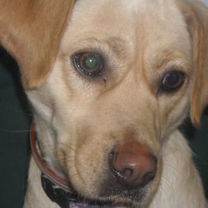 Meet your Posher, Tom